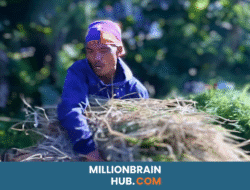 Bersama Papera dan Tani Merdeka, Gabah Basah Dikirim ke Bulog
