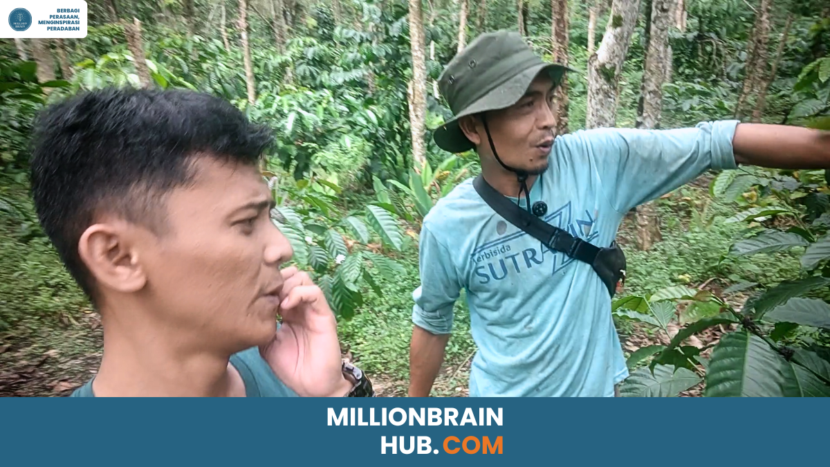 Darwin, petani kabupaten Lahat Indonesia,.di tengah kebun kopi dan lada