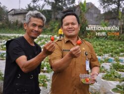 Petani Milenial Sukabumi Dorong Desa Wisata Stroberi di Cisarua Sukaraja