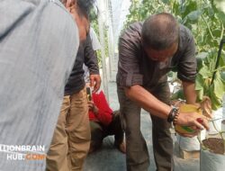 Dinas Pertanian Sukabumi Dorong Pengembangan Agrowisata Terintegrasi, SAM FARM Greenhouse Resmi Jadi Destinasi Wisata Baru