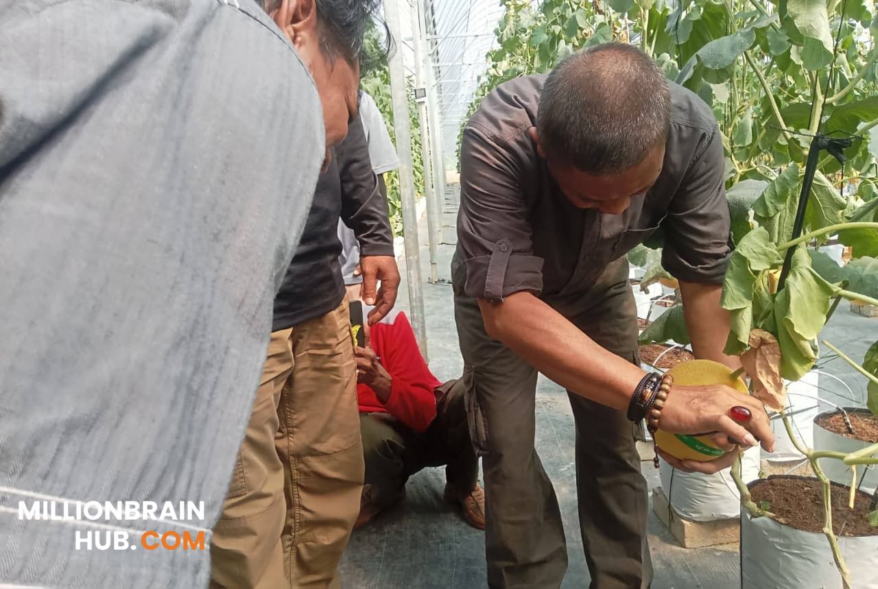 Petik Melon Premium SAM FARM Greenhouse yang berlokasi di Jalan Raya Cisolok, tepat di depan Kantor Kecamatan Cisolok, Sabtu (11/7/2026). |Foto: dok