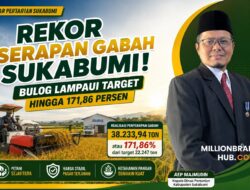 Rekor Serapan Gabah Sukabumi! Bulog Lampaui Target hingga 171,86 Persen