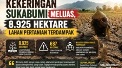 Kekeringan Sukabumi Meluas, 8.925 Hektare Lahan Pertanian Terdampak