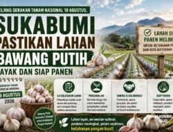 Jelang Gerakan Tanam Nasional 19 Agustus, Sukabumi Pastikan Lahan Bawang Putih Layak dan Siap Panen