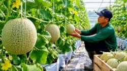 BUMDes Tenjoayu Kembangkan Budidaya Melon, Jadi Motor Baru Ekonomi dan Ketahanan Pangan Desa
