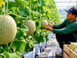 BUMDes Tenjoayu Kembangkan Budidaya Melon, Jadi Motor Baru Ekonomi dan Ketahanan Pangan Desa